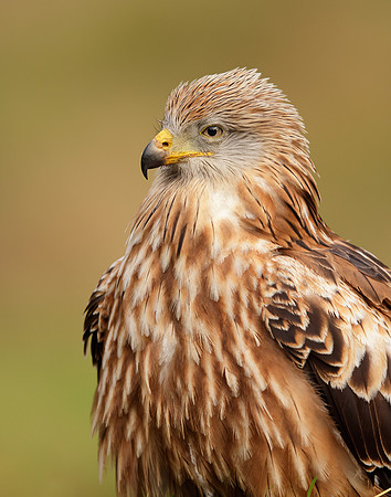 Red Kite Milvus milvus