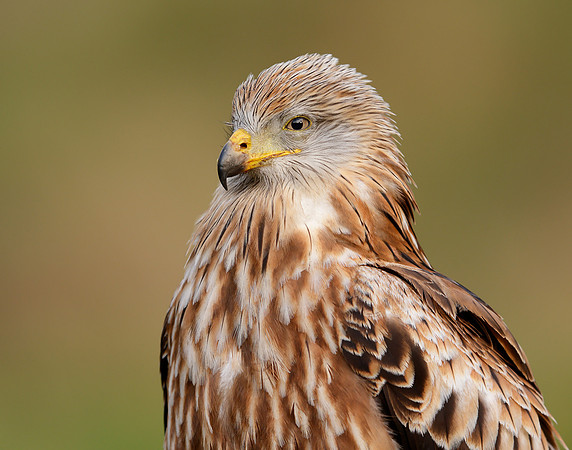 Red Kite Milvus milvus