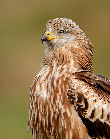 Red Kite Milvus milvus