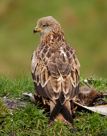 Red Kite Milvus milvus