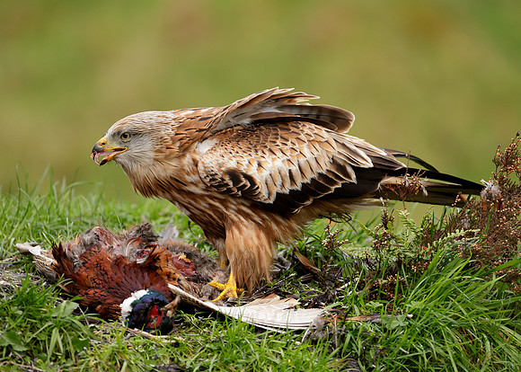 Red Kite Milvus milvus
