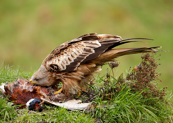 Red Kite Milvus milvus