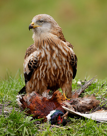 Red Kite Milvus milvus