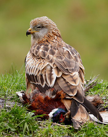 Red Kite Milvus milvus