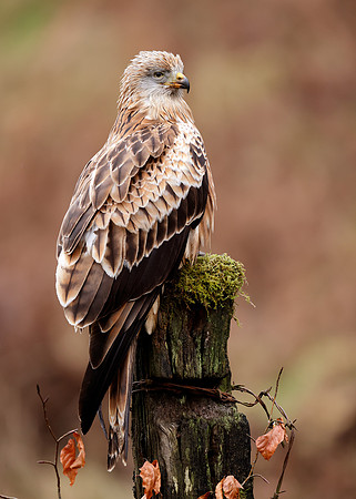 Red Kite Milvus milvus