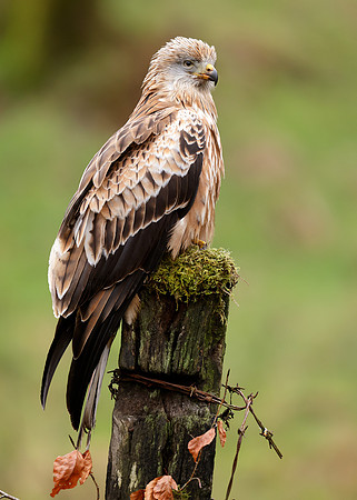 Red Kite Milvus milvus