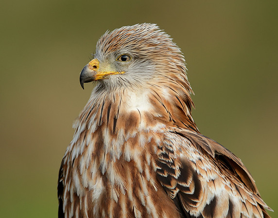 Red Kite Milvus milvus