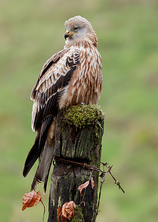 Red Kite Milvus milvus