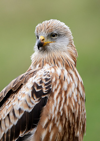 Red Kite Milvus milvus