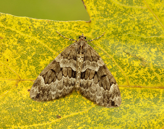 70.079 BF1769 Spruce Carpet Thera britannica