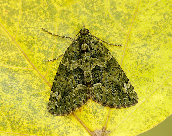 70.095 BF1760 Red-green Carpet Chloroclysta siterata