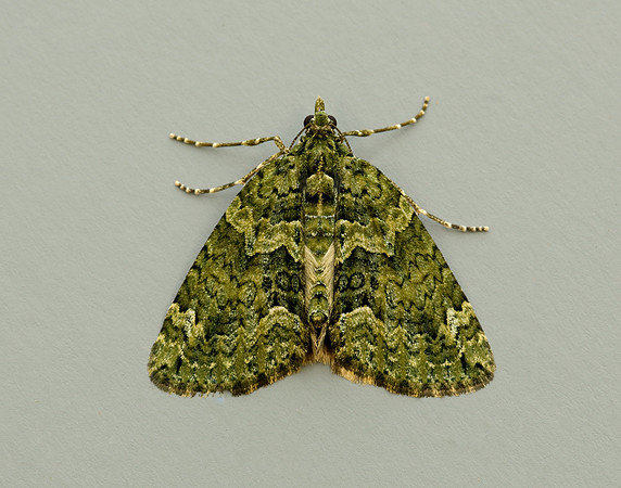 70.095 BF1760 Red-green Carpet Chloroclysta siterata