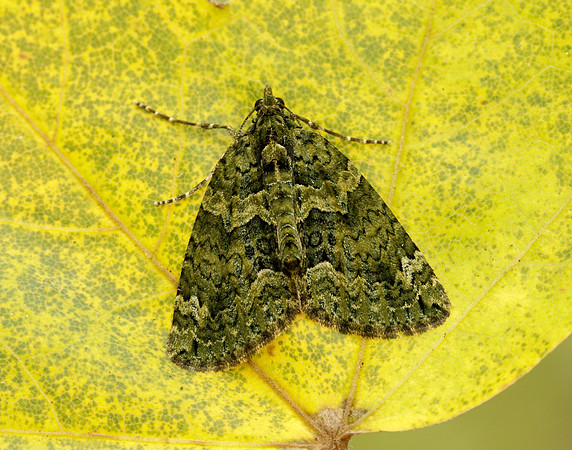 70.095 BF1760 Red-green Carpet Chloroclysta siterata