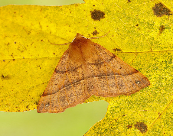 70.244 BF1923 Feathered Thorn Colotois pennaria
