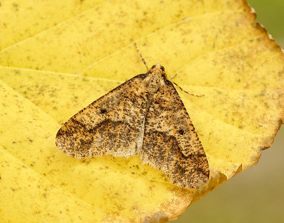 0.256 BF1935 Mottled Umber Erannis defoliaria