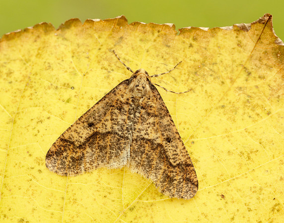 0.256 BF1935 Mottled Umber Erannis defoliaria