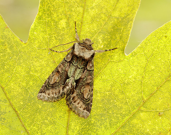 73.068 BF2245 Green-brindled Crescent Allophyes oxyacanthae