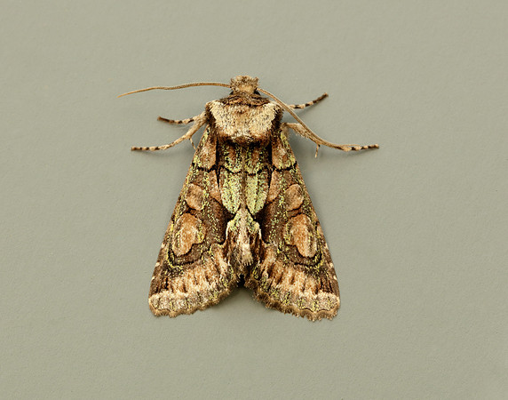 73.068 BF2245 Green-brindled Crescent Allophyes oxyacanthae