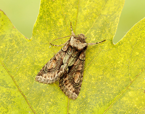 73.068 BF2245 Green-brindled Crescent Allophyes oxyacanthae