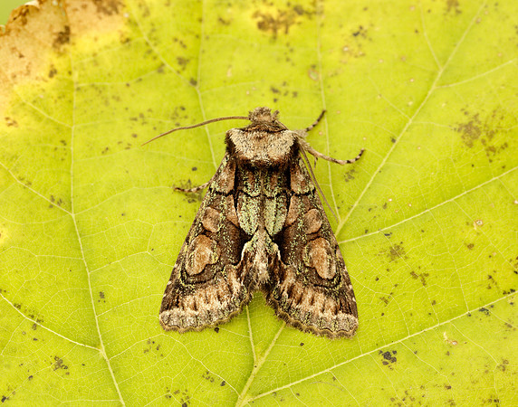 73.068 BF2245 Green-brindled Crescent Allophyes oxyacanthae