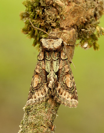73.068 BF2245 Green-brindled Crescent Allophyes oxyacanthae