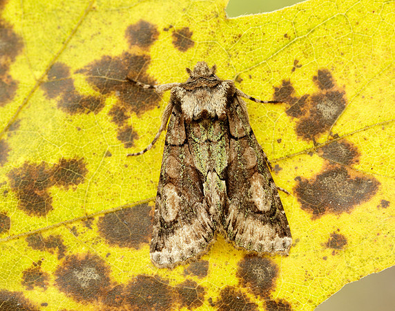 73.068 BF2245 Green-brindled Crescent Allophyes oxyacanthae
