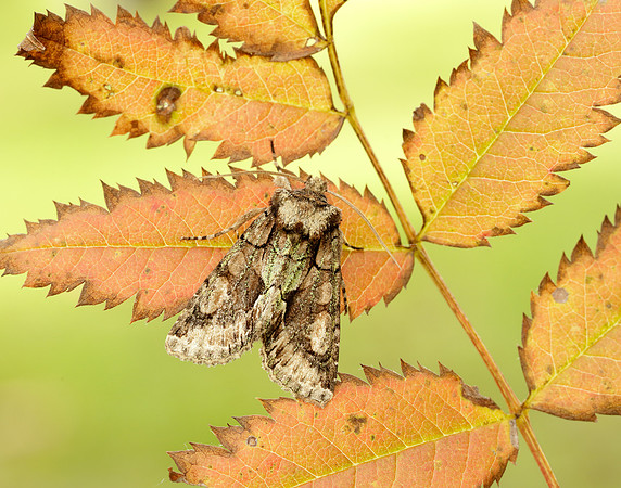 73.068 BF2245 Green-brindled Crescent Allophyes oxyacanthae
