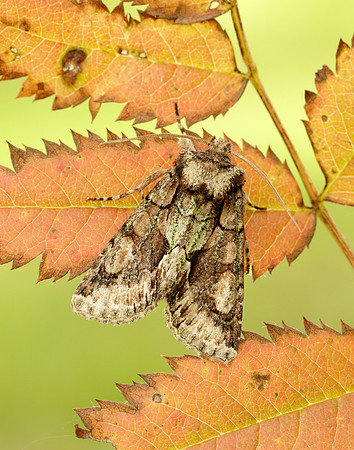 73.068 BF2245 Green-brindled Crescent Allophyes oxyacanthae