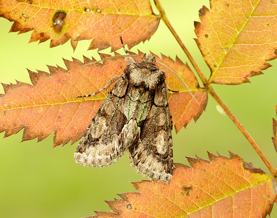73.068 BF2245 Green-brindled Crescent Allophyes oxyacanthae