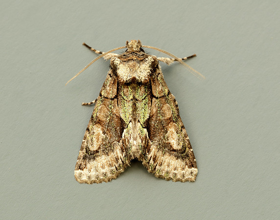 73.068 BF2245 Green-brindled Crescent Allophyes oxyacanthae