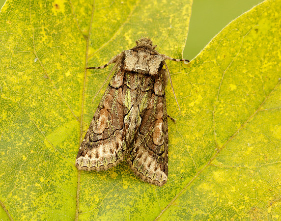 73.068 BF2245 Green-brindled Crescent Allophyes oxyacanthae