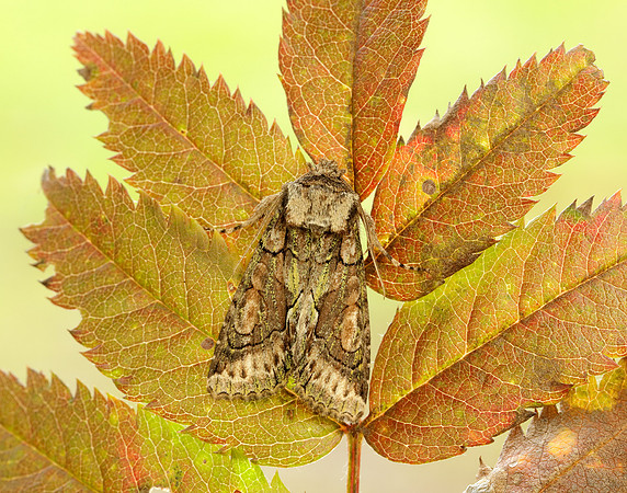73.068 BF2245 Green-brindled Crescent Allophyes oxyacanthae
