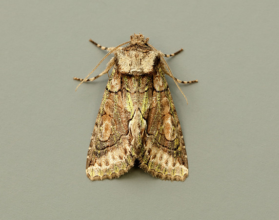 73.068 BF2245 Green-brindled Crescent Allophyes oxyacanthae