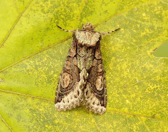 73.068 BF2245 Green-brindled Crescent Allophyes oxyacanthae