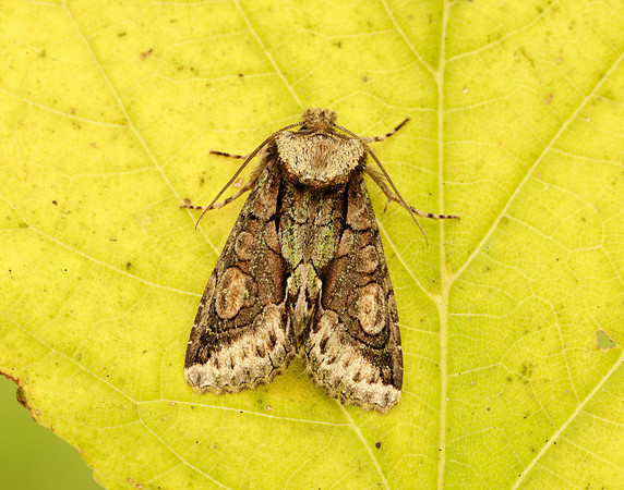 73.068 BF2245 Green-brindled Crescent Allophyes oxyacanthae