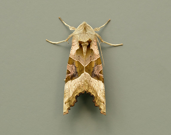 73.113 BF2306 Angle Shades Phlogophora meticulosa