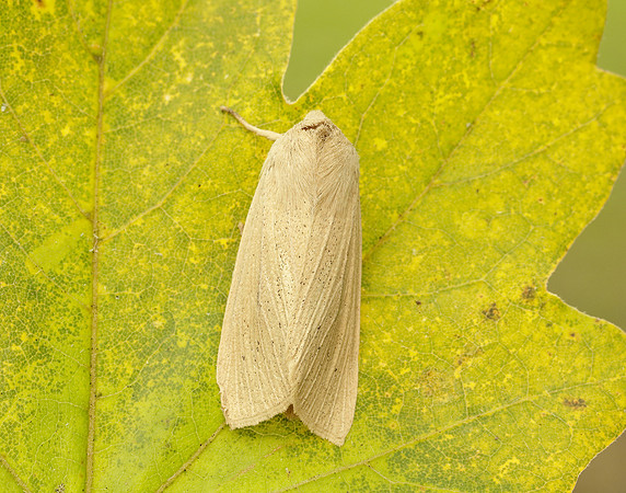 73.134 BF2375 Large Wainscot Rhizedra lutosa