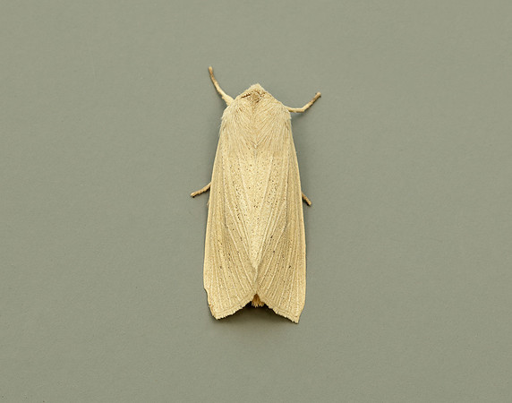 73.134 BF2375 Large Wainscot Rhizedra lutosa