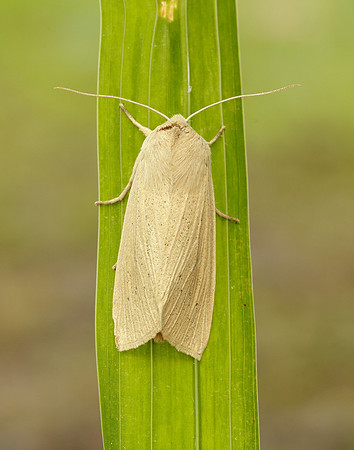 73.134 BF2375 Large Wainscot Rhizedra lutosa