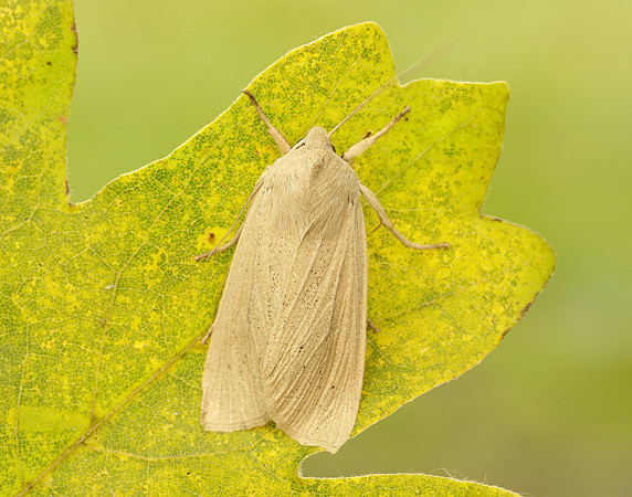 73.134 BF2375 Large Wainscot Rhizedra lutosa