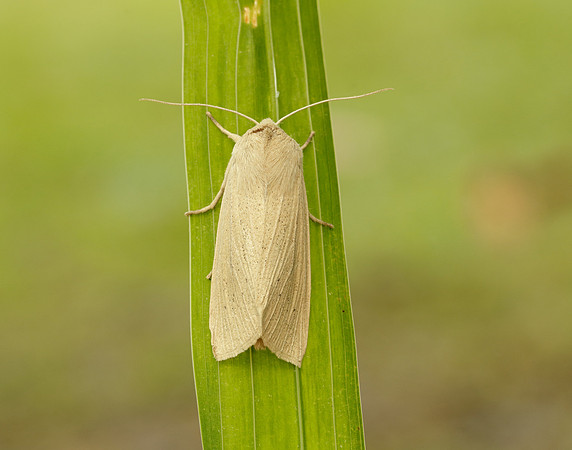 73.134 BF2375 Large Wainscot Rhizedra lutosa