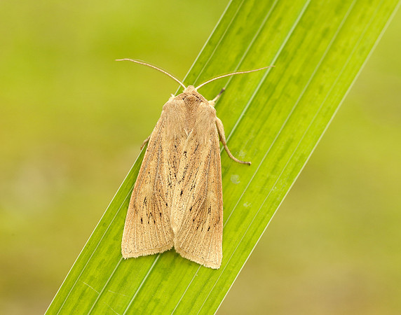 73.134 BF2375 Large Wainscot Rhizedra lutosa