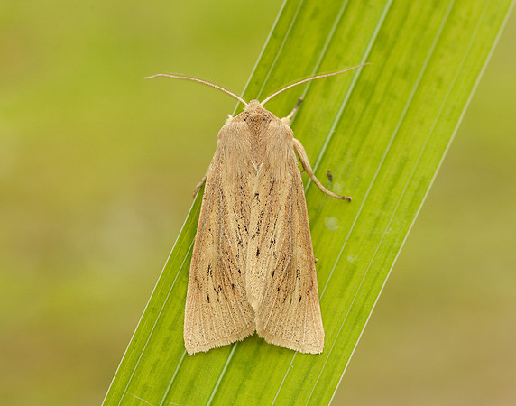 73.134 BF2375 Large Wainscot Rhizedra lutosa