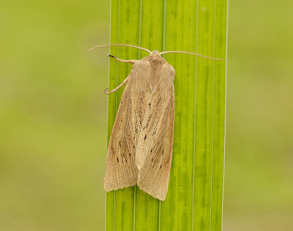 73.134 BF2375 Large Wainscot Rhizedra lutosa