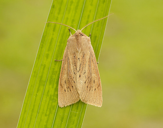 73.134 BF2375 Large Wainscot Rhizedra lutosa