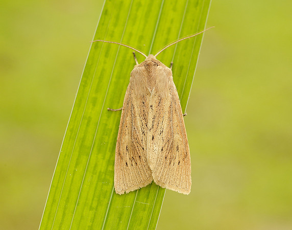 73.134 BF2375 Large Wainscot Rhizedra lutosa