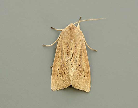 73.134 BF2375 Large Wainscot Rhizedra lutosa