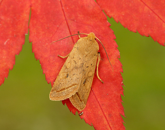 3.190 BF2264 Yellow-line Quaker Agrochola macilenta