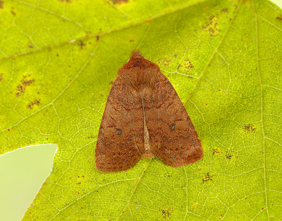 3.194 BF2258 Chestnut Conistra vaccinii