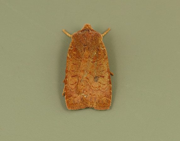 3.194 BF2258 Chestnut Conistra vaccinii